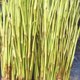 SBJEI-FRESH THIN TARO STOLON